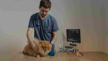 Why Do Vets Recommend A Science Diet